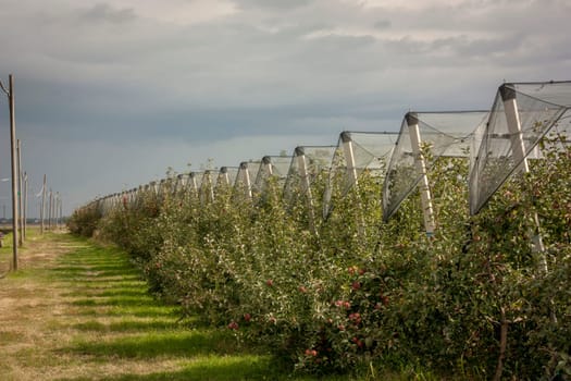 Rows of apple trees with protective netting in an orchard under a cloudy sky