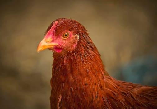 Red hen looking to the side in a farm setting, showcasing its vibrant plumage and alertness