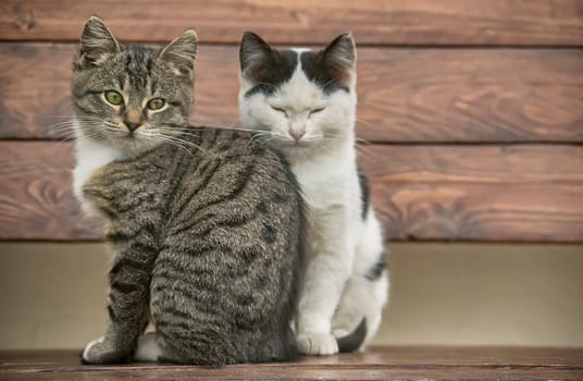 Two cats, one tabby and one black and white, sit together on a wooden bench, enjoying each other's company