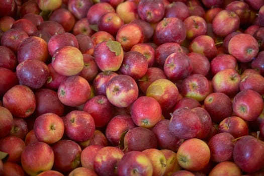 Freshly harvested red apples create a vibrant display at a farmers market, showcasing the abundance of nature's bounty