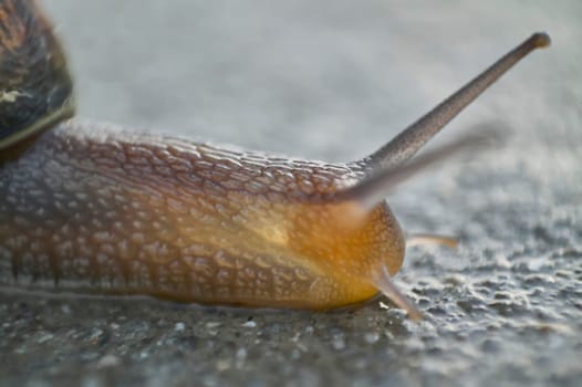 Close-up of a snail crawling on a concrete surface, its antennas raised, exploring its surroundings