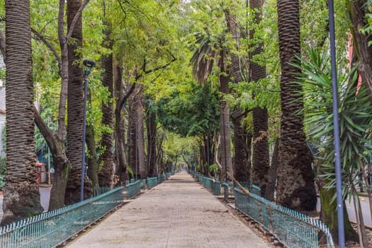 Lush green street in the Condesa neighborhood, Mexico City. Urban oasis with vibrant vegetation, offering tranquility and charm in the heart of a bustling metropolis. Nature and city harmony concept.