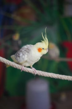 A bright and colorful cockatiel with a strikingly beautiful crest perched on a rope perch
