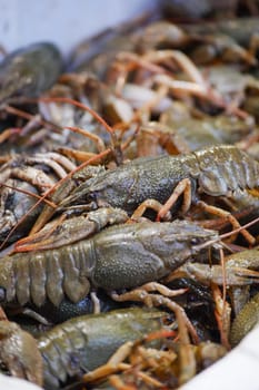 A detailed closeup view showcasing live crawfish thriving in their natural environment