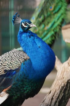 A stunning peacock is proudly showcasing its vibrant blue plumage amidst the beauty of nature