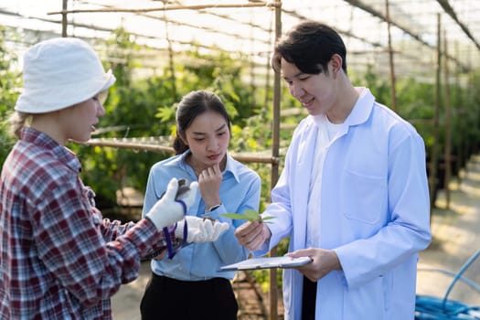 Three individuals engage in detailed cannabis research cultivation techniques in a greenhouse setting.