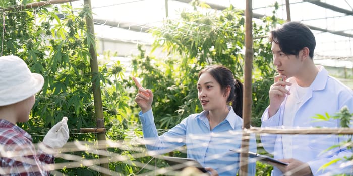 Experts discuss advanced cannabis cultivation techniques in a greenhouse focusing on research methodologies and innovative practices.