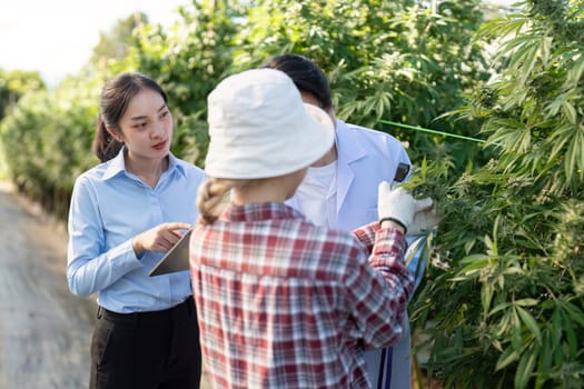 Experts conduct research on cannabis cultivation in a greenhouse innovative techniques for sustainable growth.