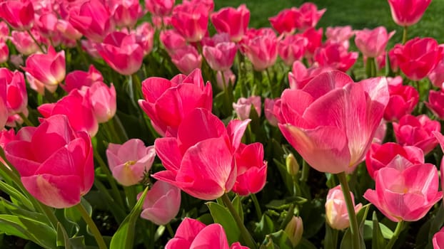 Vivid pink tulips blooming in spring garden, close up view with sunlit petals and fresh green leaves. Love and summer season concept. High quality photo