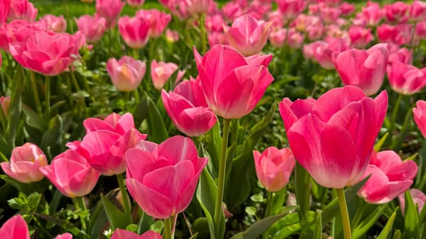 Vivid pink tulips blooming in spring garden, close up view with sunlit petals and fresh green leaves. Love and summer season concept. High quality photo