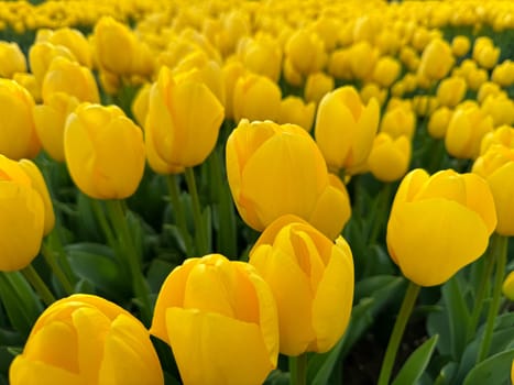 Flowers background. Bright yellow tulips blooming in springtime, close up of floral beauty with sunlight highlighting petals, for gardening and Easter concepts, design for postcards. High quality