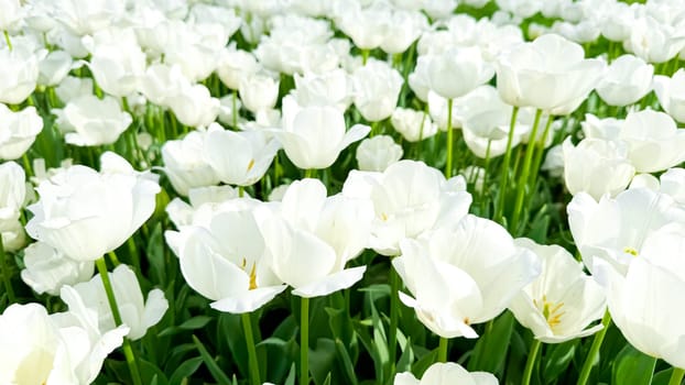 Floral background. Field of white tulips with delicate petals and yellow stamens bathed in sunlight, signifying fresh start of spring and summer in tulip garden. High quality photo