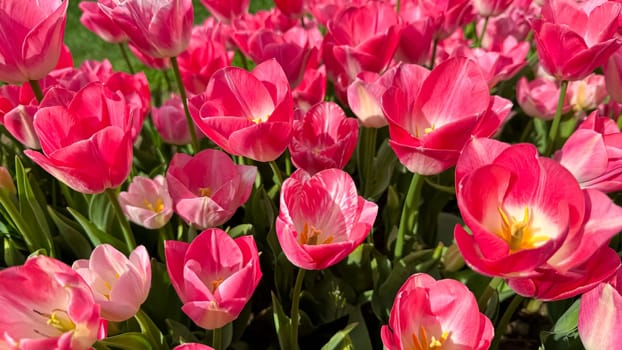 Vivid pink tulips blooming in spring garden, close up view with sunlit petals and fresh green leaves. Love and summer season concept. High quality photo