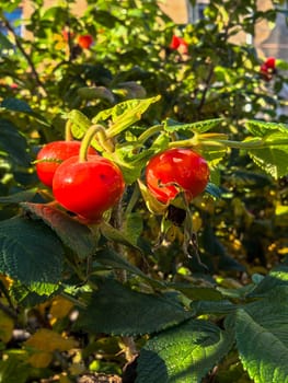 Bright red rose hips hang from lush green bushes in sunlight. Photo taken with smartphone.