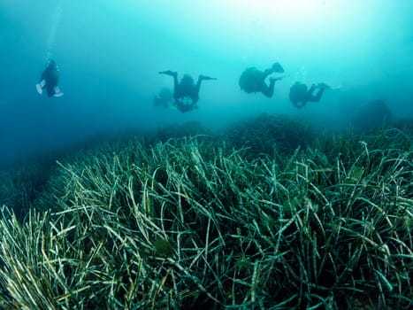 group of scuba divers in wetsuit and fins diving above bottom with green seaweed in deep sea with clear water, concept of active leisure and underwater adventure