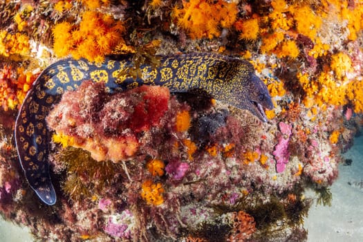 wild moray fish with yellow spots on sandy bottom near reef with colorful coral in deep sea with clear water, concept of underwater wildlife and marine fauna, copyspace for text