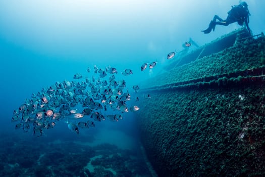 school of fish swimming next to a diver who is diving in the wreck of an old sunken ship on the bottom of deep blue sea, concept of underwater adventure and marine wildlife
