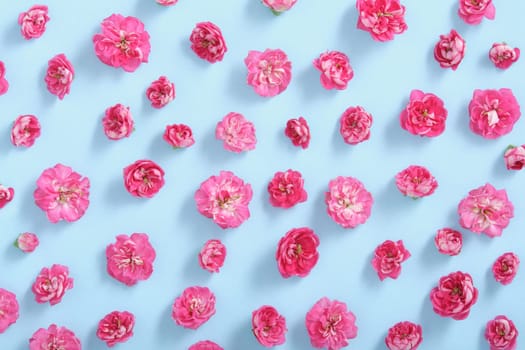 Spring pattern of hawthorn blossoms. Pink flowers on a blue background.