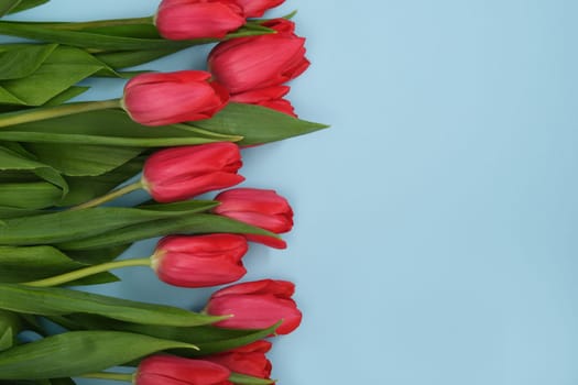 Card with red tulips on light blue background. Space for your text.