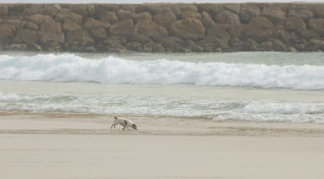 Curious little domestic dog running to the sea on the sand. Mid shot