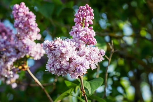 Purple lilac flowers among green leaves close up