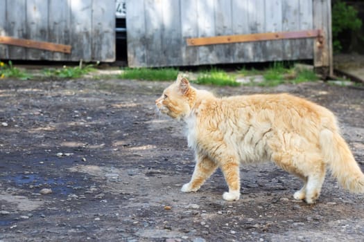 Homeless ginger fluffy cat meows close up, outdoor