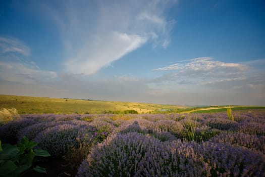 Lavender flower field, image for natural background. Very nice view of the lavender fields.