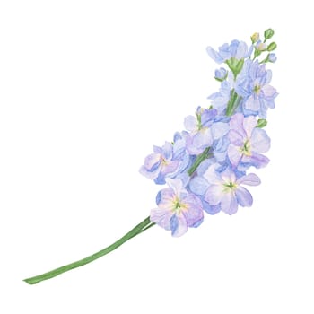 Garden blue stock, gillyflower watercolor illustration. Hand drawn botanical painting, floral sketch. Colorful sweet pea flower clipart for summer or autumn design of wedding invitation, prints, greetings, sublimation, textile