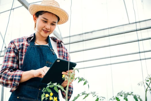 Tablet aids agronomist in tomato farm study for enhanced yield. Woman biologist inspects growth data of healthy green plants. Hydroponic irrigation in botanical science research.
