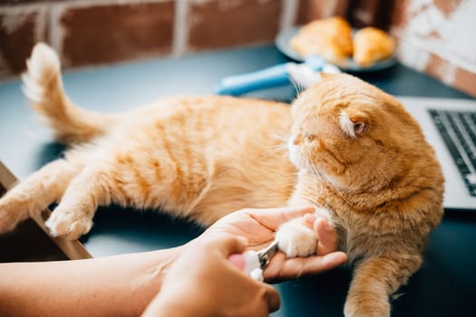 In a veterinary hospital, girl takes care of orange cat, trimming its nails with precision. close examination highlights expertise and dedication involved in cat nail care, ensuring pet well-being.