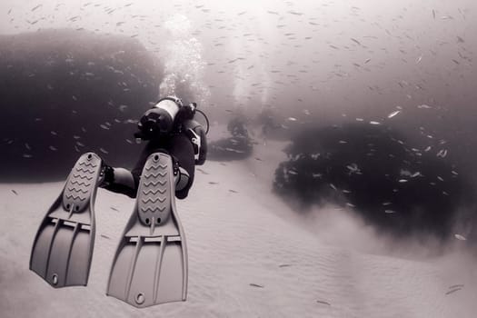 scuba diver in wetsuit and fins diving near sandy bottom of deep ocean with school of fish, concept of underwater adventure and active lifestyle