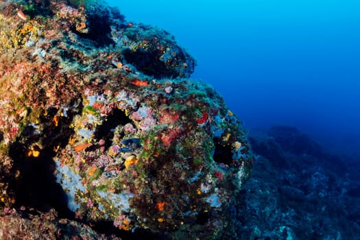 moray fish poking its head out from its hiding place in a rough rocky reefs covered with colorful corals in deep clear blue sea, concept of marine wildlife and underwater fauna, copyspace for text