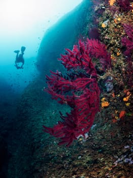 distant scuba diver taking photo of school of fish while swimming in clear deep sea near rocky formation with colorful coral, concept of underwater adventure and active leisure