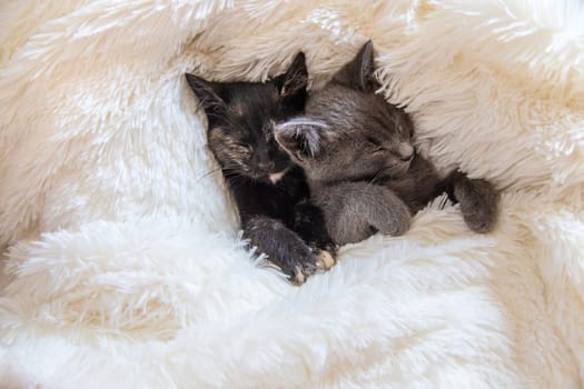 cute little kittens at home. Selective focus. kid.