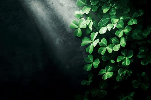 Succulent plants with green clover leaves bordering a dark slate stone background. Copy space. Generative AI..