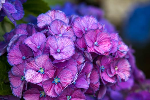 Macro image, purple hydrangea flower background