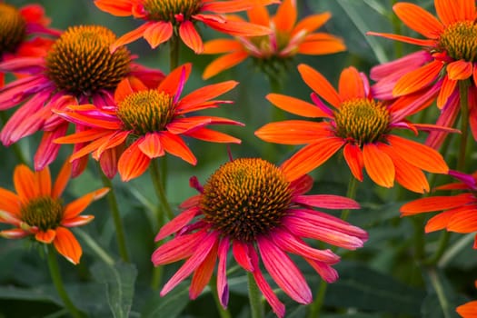 echinacea - coneflowers in the garden - soft focus