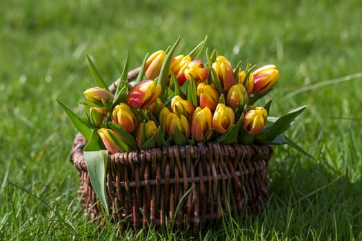 Colorful fresh tulips in wicker basket in the garden