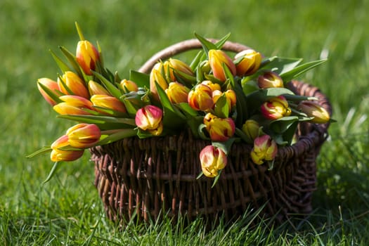 Colorful fresh tulips in wicker basket in the garden