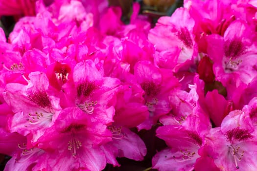 Blooming pink rhododendron flowers in a garden