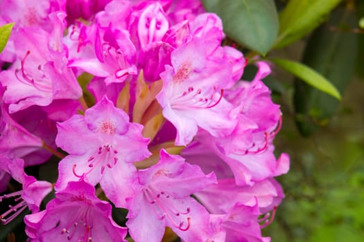 Blooming pink rhododendron flowers in a garden