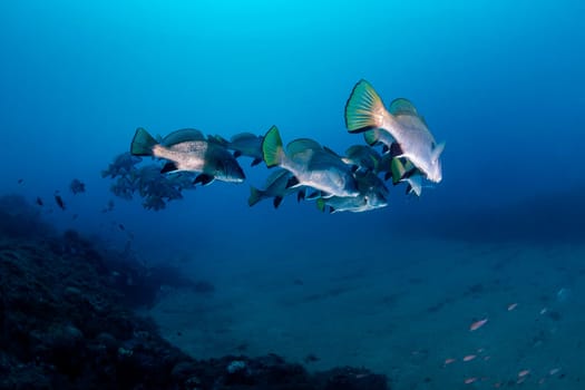 school of black drum fish swimming together in deep blue sea with clear water, concept of marine wildlife and underwater fauna, copyspace for text