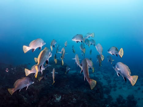 school of black drum fish swimming together in deep blue sea with clear water, concept of marine wildlife and underwater fauna, copyspace for text
