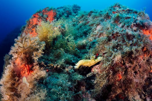 wild small yellow nudibranch on rough rocky reef with colorful coral in deep sea with clear water, concept of underwater wildlife and marine fauna
