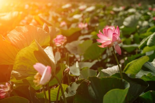 A pink lotus flower sways in the wind, Nelumbo nucifera. Against the background of their green leaves. Lotus field on the lake in natural environment