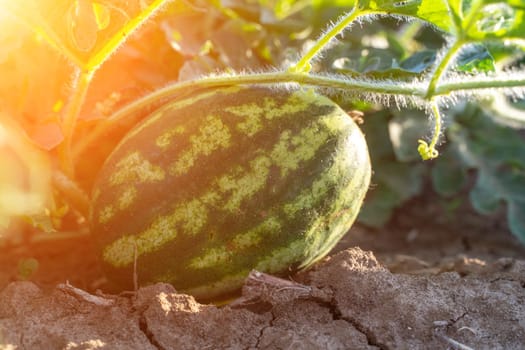 Watermelon grows on a green watermelon plantation in summer. Agricultural watermelon field