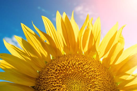 Half of a sunflower flower against a blue sky. The sun shines through the yellow petals. Agricultural cultivation of sunflower for cooking oil