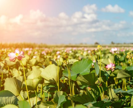 A pink lotus flower sways in the wind, Nelumbo nucifera. Against the background of their green leaves. Lotus field on the lake in natural environment