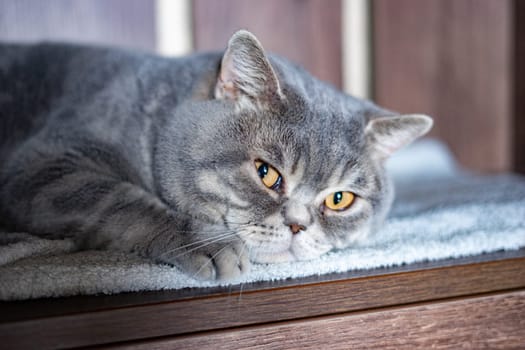 Cat of the British blue breed with yellow eyes sitting on the window. High quality photo