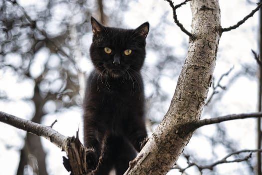 black kitten on a tree. High quality photo